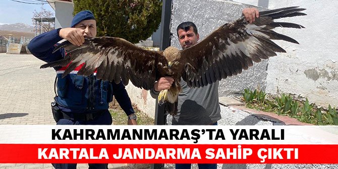 Kahramanmaraşta yaralı kartala jandarma sahip çıktı