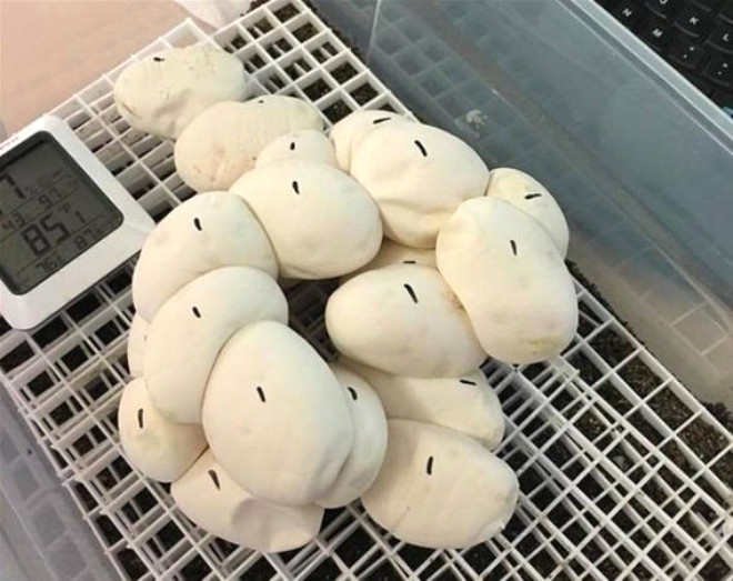 NE OLDUĞUNU KİMSE TAHMİN EDEMİYOR! İŞTE "YOK ARTIK" DEDİRTEN İLGİNÇ FOTO 9