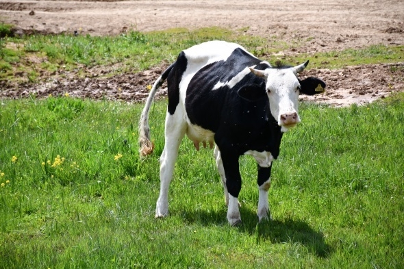 Terörün kökü kazındı, yaylalar şenlendi 11