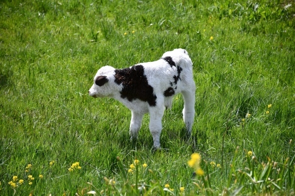 Terörün kökü kazındı, yaylalar şenlendi 2