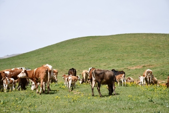 Terörün kökü kazındı, yaylalar şenlendi 3