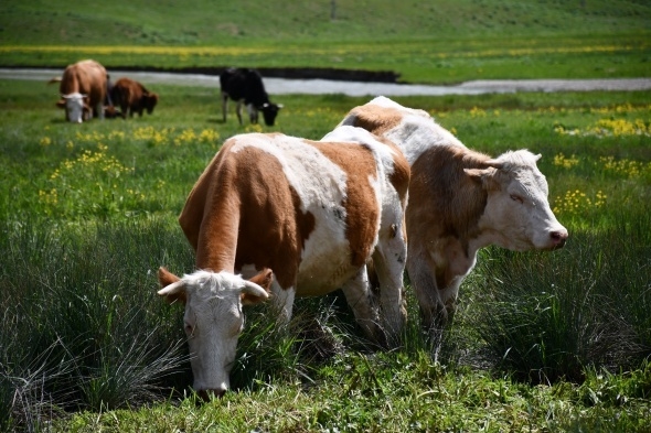 Terörün kökü kazındı, yaylalar şenlendi 4