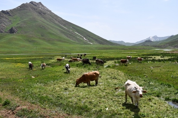 Terörün kökü kazındı, yaylalar şenlendi 5