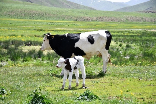 Terörün kökü kazındı, yaylalar şenlendi 7