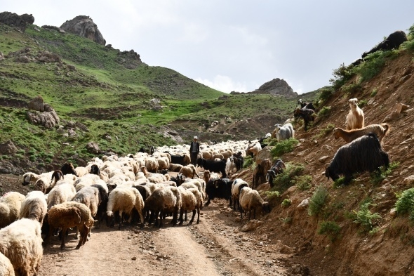 Terörün kökü kazındı, yaylalar şenlendi 8