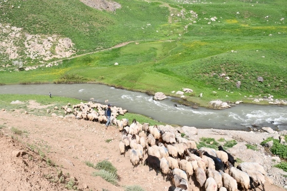 Terörün kökü kazındı, yaylalar şenlendi 9