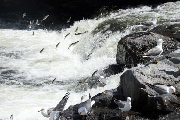 Uçan balıklardan görsel şölen 1