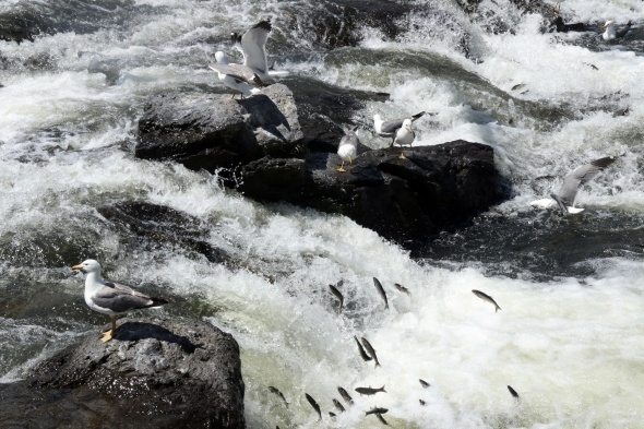 Uçan balıklardan görsel şölen 10