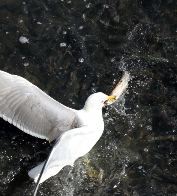 Uçan balıklardan görsel şölen 11