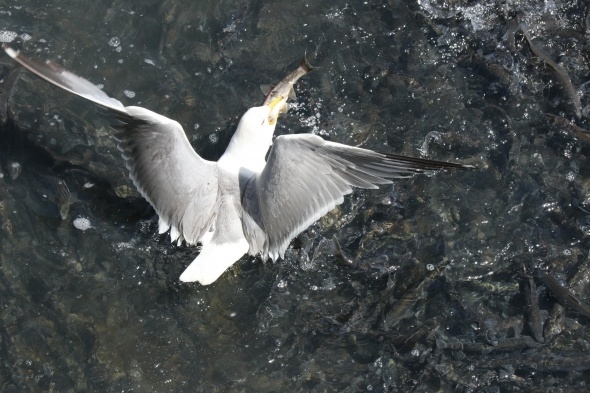 Uçan balıklardan görsel şölen 12