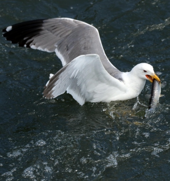 Uçan balıklardan görsel şölen 13