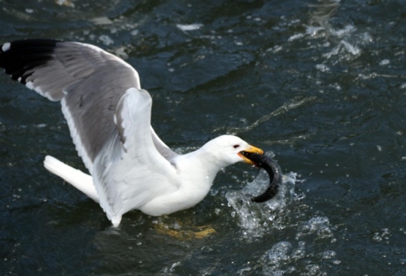 Uçan balıklardan görsel şölen 14