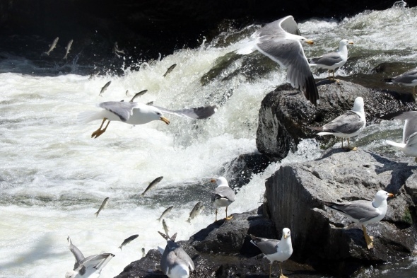 Uçan balıklardan görsel şölen 2