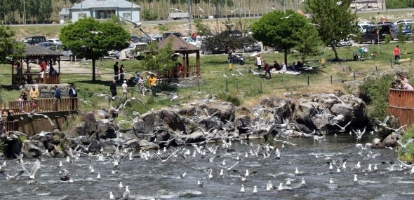 Uçan balıklardan görsel şölen 3