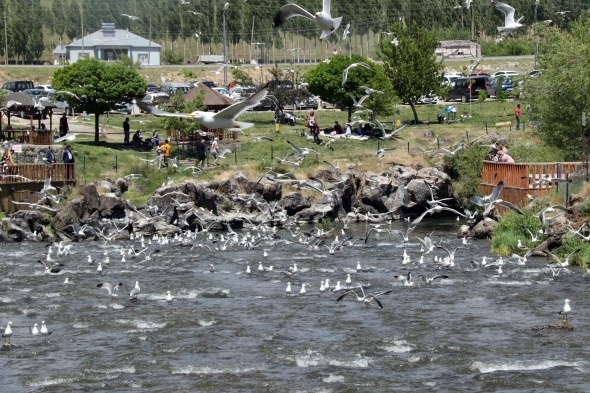 Uçan balıklardan görsel şölen 4