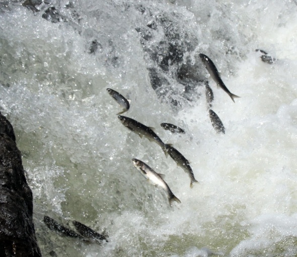 Uçan balıklardan görsel şölen 5