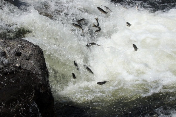 Uçan balıklardan görsel şölen 6