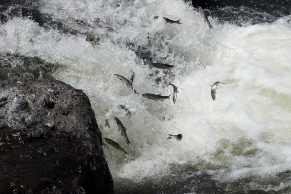 Uçan balıklardan görsel şölen 7