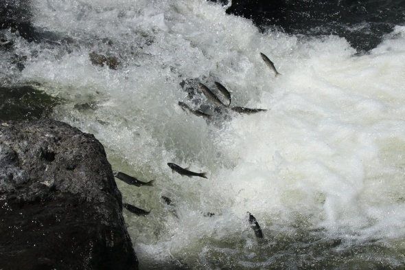 Uçan balıklardan görsel şölen 8