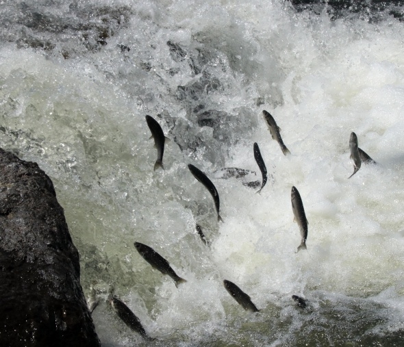 Uçan balıklardan görsel şölen 9