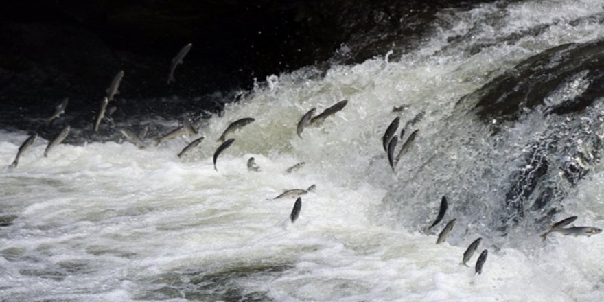 Uçan balıklardan görsel şölen