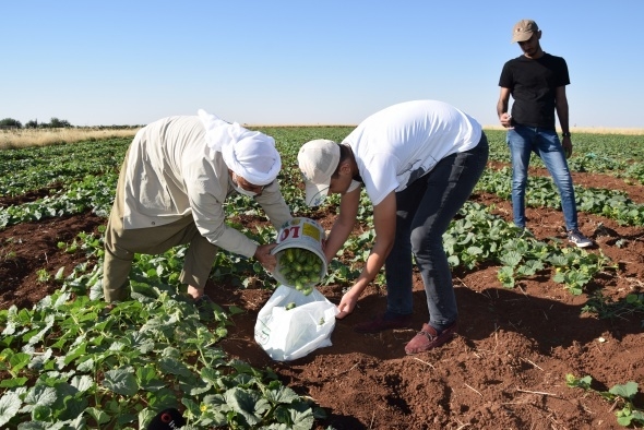 Dışı karpuz, içi kavun, tadı salatalık gibi 10