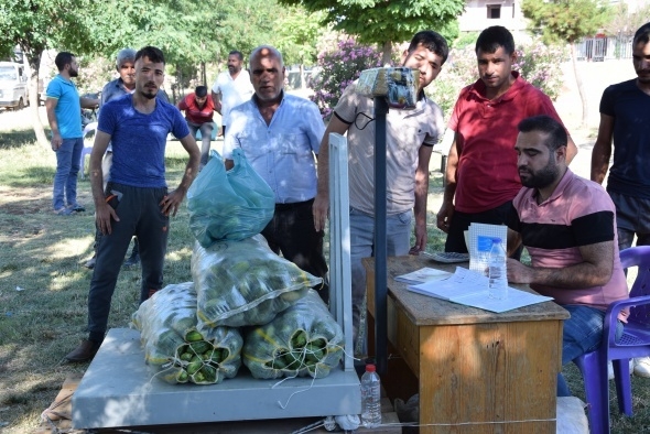 Dışı karpuz, içi kavun, tadı salatalık gibi 12