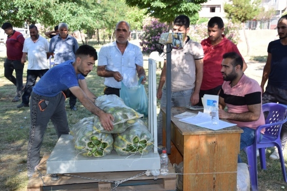 Dışı karpuz, içi kavun, tadı salatalık gibi 13