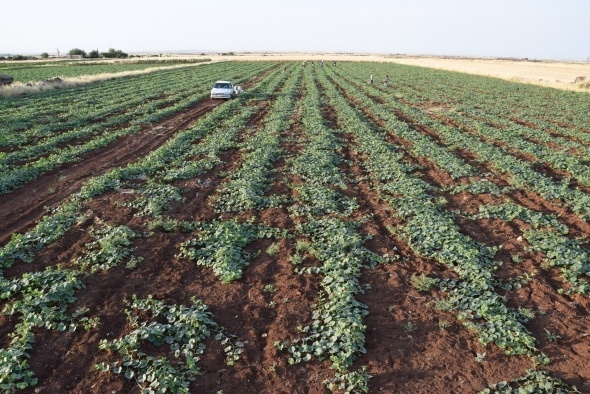 Dışı karpuz, içi kavun, tadı salatalık gibi 14