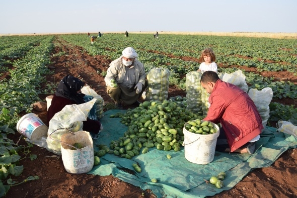 Dışı karpuz, içi kavun, tadı salatalık gibi 2