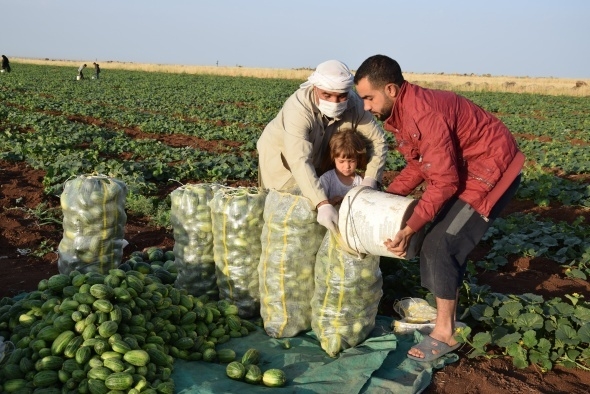 Dışı karpuz, içi kavun, tadı salatalık gibi 3