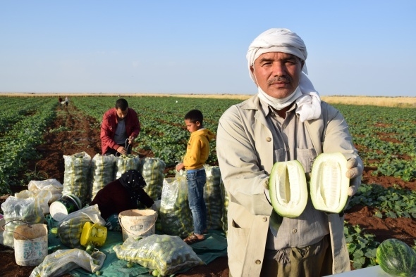 Dışı karpuz, içi kavun, tadı salatalık gibi 4