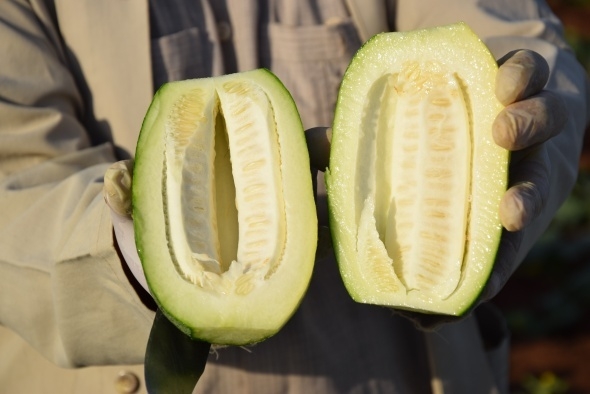 Dışı karpuz, içi kavun, tadı salatalık gibi 5