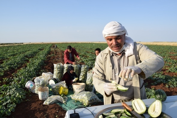 Dışı karpuz, içi kavun, tadı salatalık gibi 6