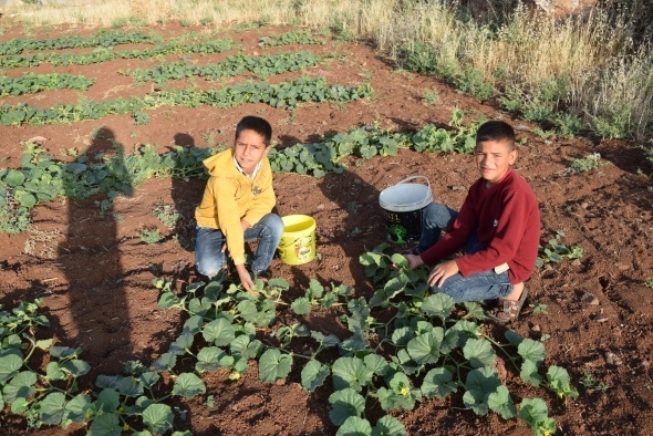 Dışı karpuz, içi kavun, tadı salatalık gibi 7