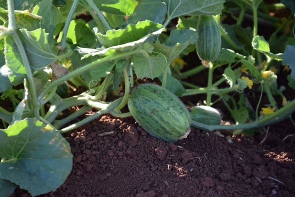 Dışı karpuz, içi kavun, tadı salatalık gibi 8