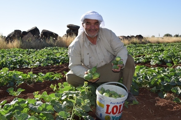 Dışı karpuz, içi kavun, tadı salatalık gibi 9