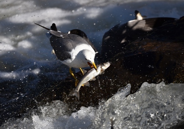 Martıların balık avı görsel şölen sunuyor 1