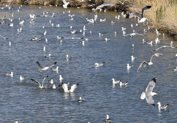 Martıların balık avı görsel şölen sunuyor 10