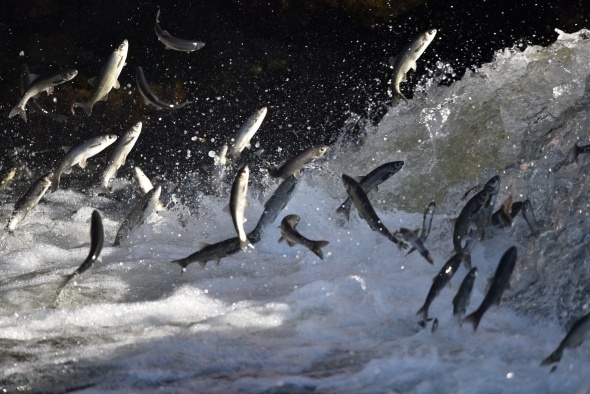 Martıların balık avı görsel şölen sunuyor 11