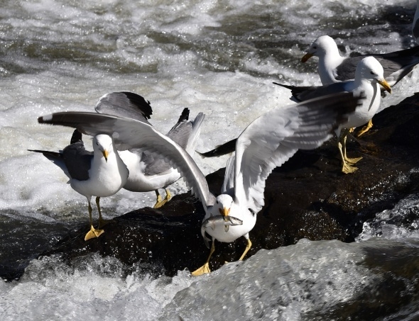 Martıların balık avı görsel şölen sunuyor 12