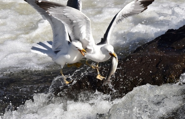 Martıların balık avı görsel şölen sunuyor 13