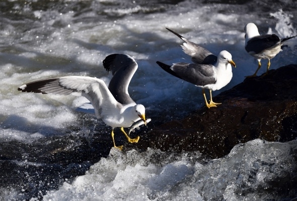 Martıların balık avı görsel şölen sunuyor 2