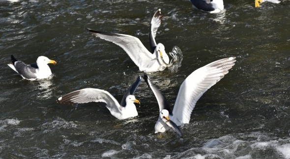 Martıların balık avı görsel şölen sunuyor 3