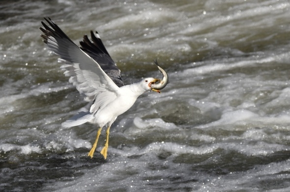 Martıların balık avı görsel şölen sunuyor 4