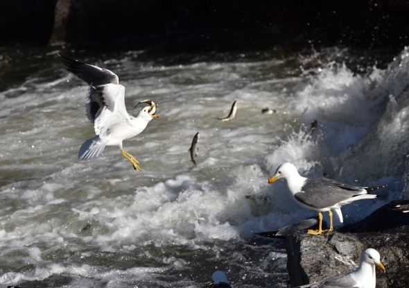 Martıların balık avı görsel şölen sunuyor 5