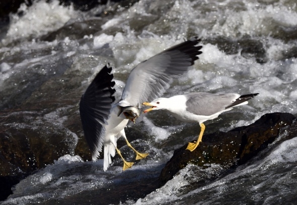 Martıların balık avı görsel şölen sunuyor 6