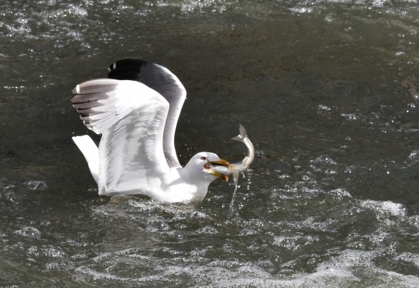 Martıların balık avı görsel şölen sunuyor 7