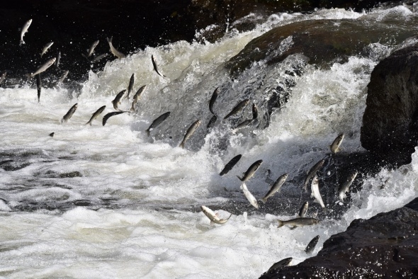Martıların balık avı görsel şölen sunuyor 8