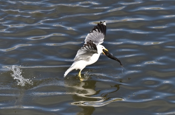Martıların balık avı görsel şölen sunuyor 9